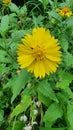 Yellow flower plant Queensland Australia hiking trail