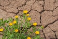 Yellow flower plant thrive in dry desert, cracked land Royalty Free Stock Photo