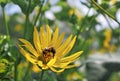 Yellow flower with pollinating bee in Arnold Arboretum of Harvard University