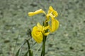 yellow flower in a pond bank, green and yellow