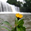 This yellow flower portrait with a waterfall background is located not far from Mount Merapi in Java, Indonesia Royalty Free Stock Photo