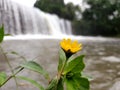 This yellow flower portrait with a waterfall background is located not far from Mount Merapi in Java, Indonesia Royalty Free Stock Photo