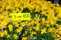 Yellow flower pot on a shelf Royalty Free Stock Photo