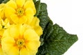 Yellow flower primrose Royalty Free Stock Photo