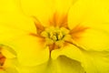 Yellow flower primrose Royalty Free Stock Photo