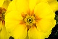 Yellow flower primrose Royalty Free Stock Photo