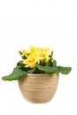 Yellow flower primrose in pot Royalty Free Stock Photo