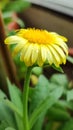Yellow flower of prosperity with fresh dews