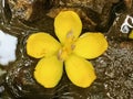 Yellow Flower in a Puddle Royalty Free Stock Photo