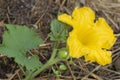 Yellow flower of pumpkin in organic vegetable garden, nature closeup Royalty Free Stock Photo