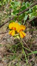 Yellow flower Queensland Australia hiking trail