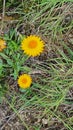 Yellow Flower Queensland Australia hiking trailellow f