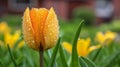 A yellow flower with rain drops on it in a field, AI Royalty Free Stock Photo