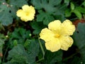 Yellow flower in  raining time Royalty Free Stock Photo