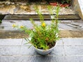 Yellow flower at rainy seasson