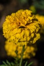 Marigold yellow flower and close up photography. Macro photo of a Marigold orange flowers with shallow depth of field. Daisy meado Royalty Free Stock Photo