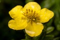 Yellow flower Ranunculus repens after rain to the papules of water. Close-up