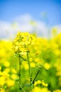 Yellow flower rapeseed field
