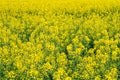 Yellow Flower Rapeseed Field in Spring Panorama Background Layer Texture Royalty Free Stock Photo