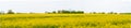 Yellow Flower Rapeseed Field in Spring Panorama Background Layer Texture Royalty Free Stock Photo