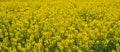 Close up Yellow Flower Rapeseed Spring Background Layer Texture Royalty Free Stock Photo
