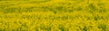 Yellow Flower Rapeseed Field in Spring Panorama Background Layer Texture Royalty Free Stock Photo