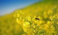 Yellow flower of rapeseed (Lat.Brassica napus) Royalty Free Stock Photo