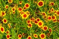 Yellow flower with red center. Coreopsis tinctoria, Golden Tickseed, Annual Coreopsis, Calliopsis, Royalty Free Stock Photo