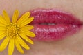 Yellow flower on red lips Royalty Free Stock Photo