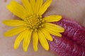 yellow flower on red lips Royalty Free Stock Photo