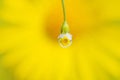 The yellow flower reflects in a dewdrop in a small white flower with a stem.