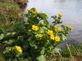 Yellow flower, River Teith, Doune Royalty Free Stock Photo