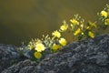 Yellow flower on the rock