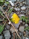 yellow flower with rocks around Royalty Free Stock Photo