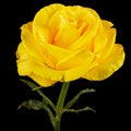 Yellow flower of rose, isolated on black background Royalty Free Stock Photo