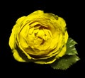 Yellow flower roses on the black isolated background with clipping path no shadows. Rose with green leaves. For design. Cl Royalty Free Stock Photo