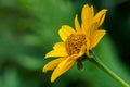 Flower of rough oxeye in garden