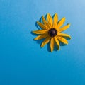 Yellow flower of Rudbecity on blue background Flora macro shadow color contrast