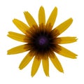 yellow flower rudbeckia daisy macro top view isolated Royalty Free Stock Photo