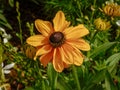 A yellow flower Rudbeckia Marmalade