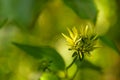 Yellow flower of Rudbeckia