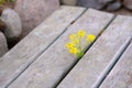 Yellow flower and rustic wood Royalty Free Stock Photo