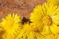 Yellow flower on a rusty metal background.