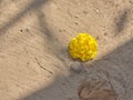 A yellow flower in sand . natural background