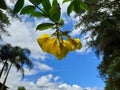 Yellow flower and the scenic blue sky beetwen the green plant