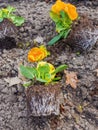 Yellow flower seedlings on the ground, pansy, Viola tricolor, spring garden work, floriculture. Royalty Free Stock Photo