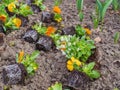 Yellow flower seedlings on the ground, pansy, Viola tricolor, spring garden work, floriculture. Royalty Free Stock Photo