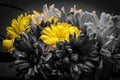 Yellow Flower on Selective Color Technical Royalty Free Stock Photo