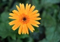 Yellow flower with selective focus Royalty Free Stock Photo