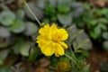 Yellow Flower. Selective Focus. Selective Focus on Subject. Background Blur. Royalty Free Stock Photo